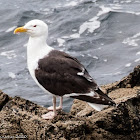 Great Black-backed Gull