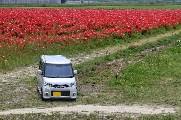 ルークス ハイウェイスター ターボの岡山・笠岡ベイファーム・ポピー畑・恐竜公園に関するカスタム事例の投稿画像1枚目