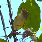 White-eyed Vireo