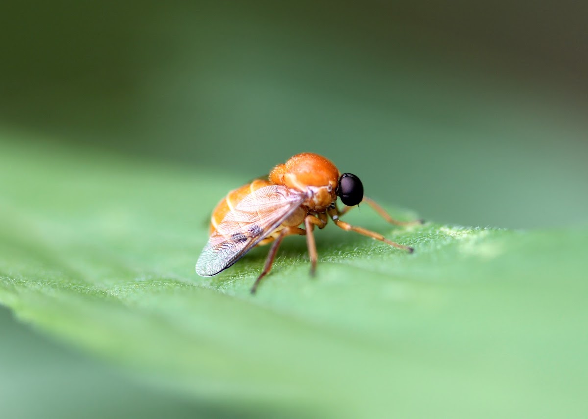 Acrocerid Fly