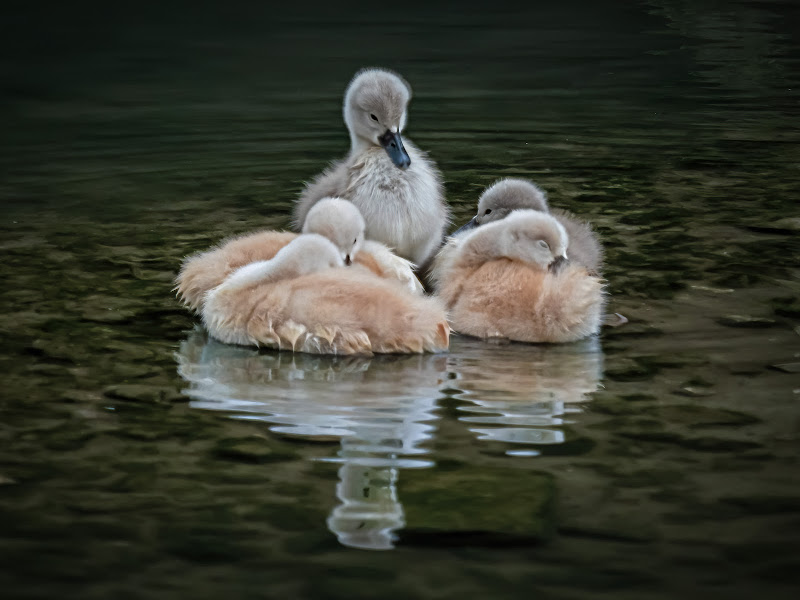 Tutti a nanna di Roby_C