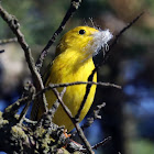 Yellow Warbler (Building A Nest)