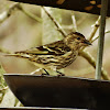 Pine Siskin