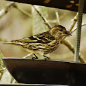 Pine Siskin