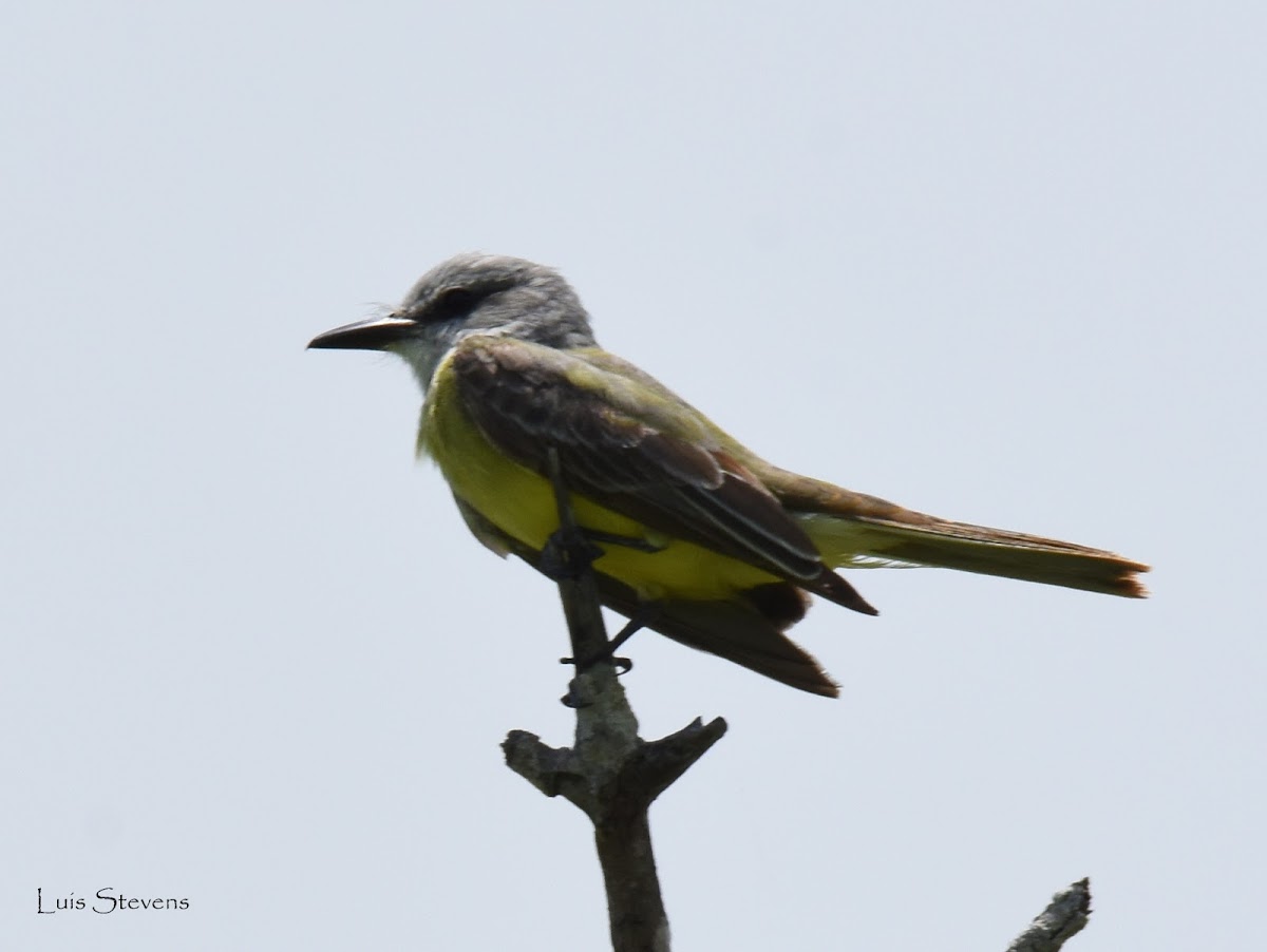 Tropical Kingbird