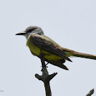 Tropical Kingbird