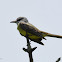 Tropical Kingbird