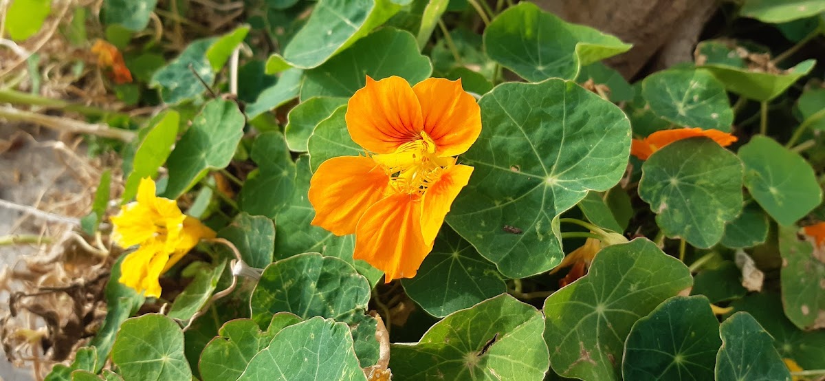 Nasturtium