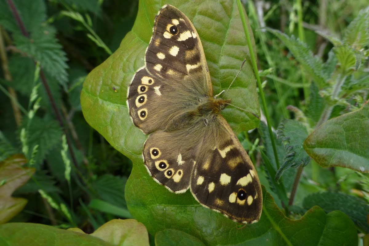 Speckled Wood