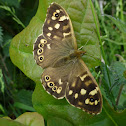 Speckled Wood