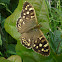 Speckled Wood