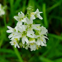 Hoary Alyssum