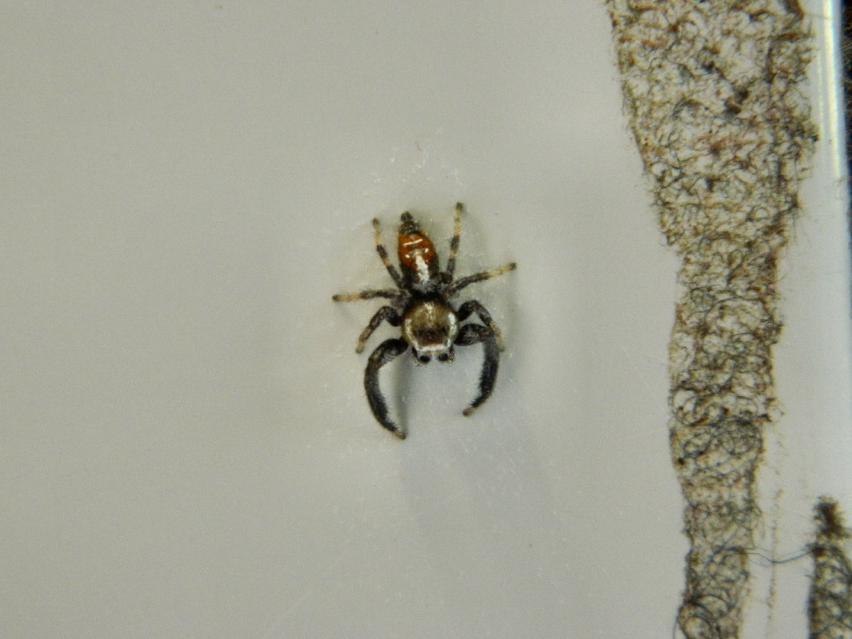 Thyene jumping spider