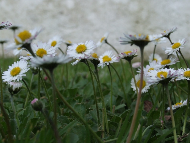 Daisies... di martina16