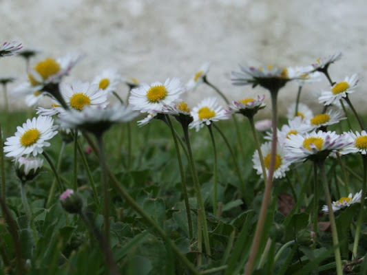 Daisies... di martina16