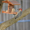 Red-bellied Woodpecker