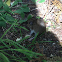 White-footed mouse