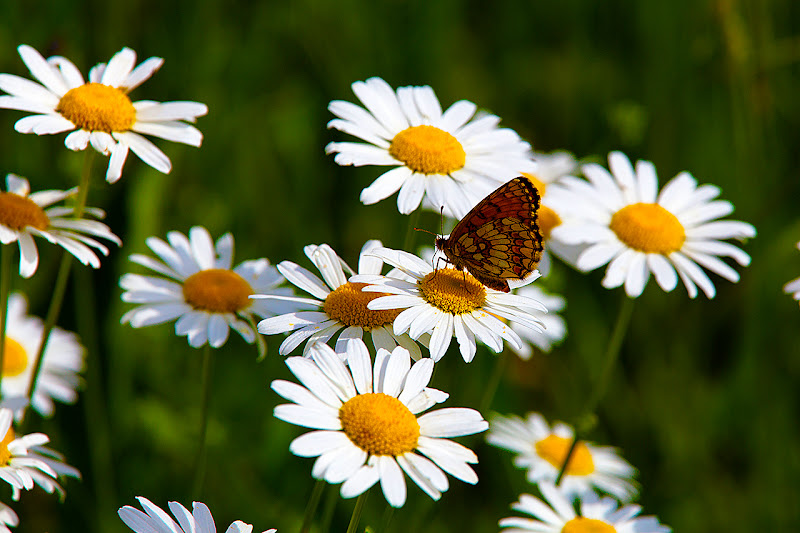 Di fiore in fiore di alber52