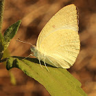 Mottled Emigrant