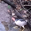 Black-crowned night-heron