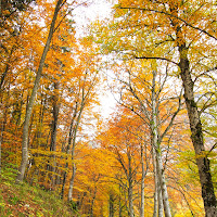 Passeggiata autunnale di 