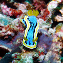 Chromodoris annae