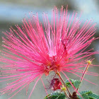 Calliandra sierra star