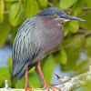 Green Heron