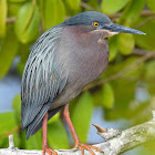 Green Heron