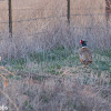 Ring-necked Pheasant