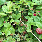 Wood Strawberries / Walderdbeeren