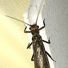 Common Stonefly