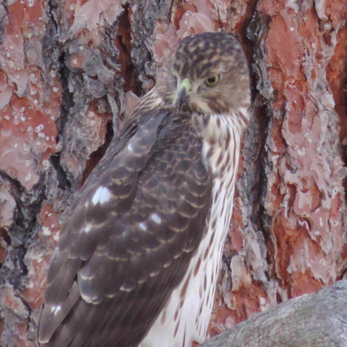 Cooper's Hawk     Juvenile