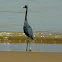 Little Blue Heron