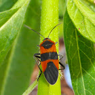 Large Milkweed Bug