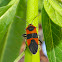 Large Milkweed Bug