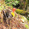 Australian brushturkey