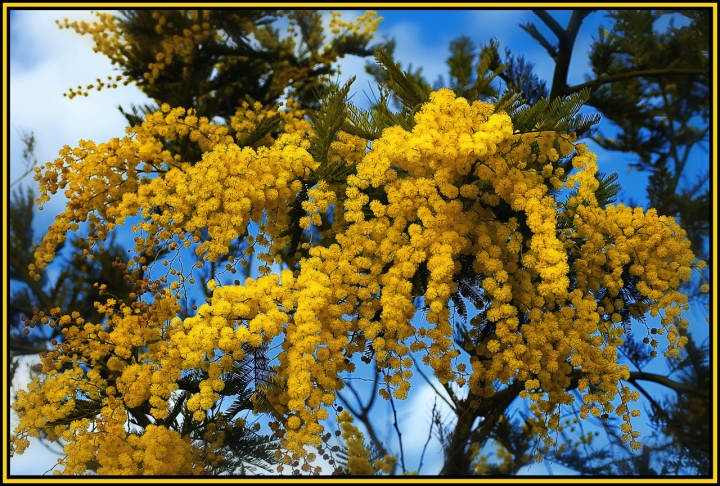 Le mimose... un giallo simbolico di Luca G.