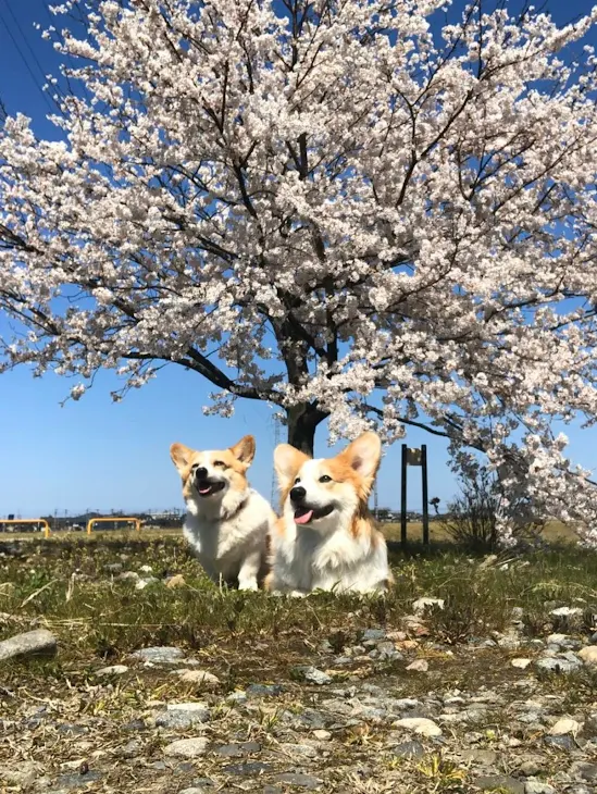 「私の愛犬紹介！」のメインビジュアル