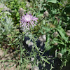 Canada thistle