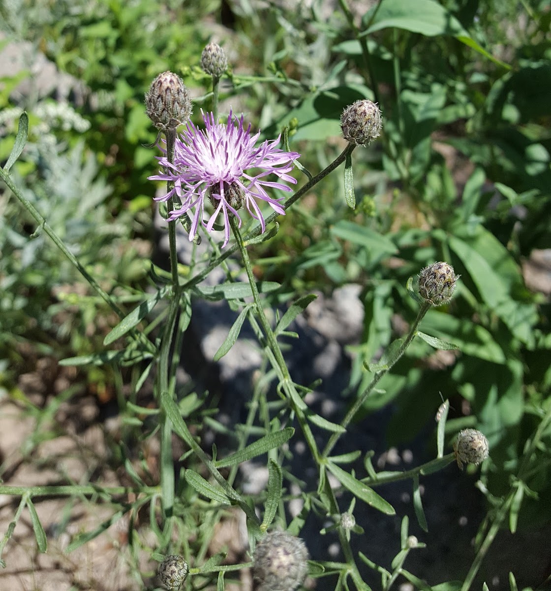 Canada thistle