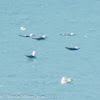 Lesser Black-backed Gull; Gaviota Sombría