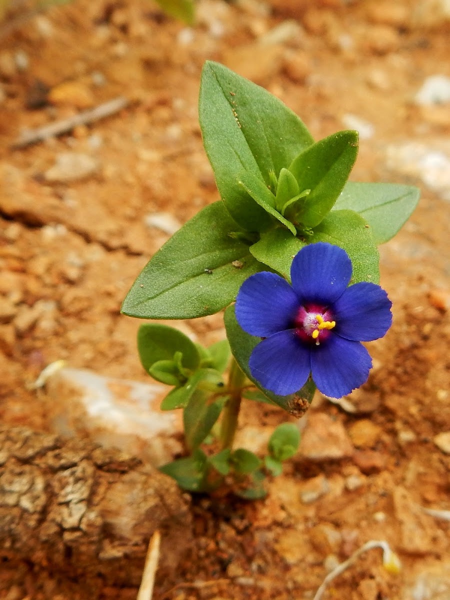 Scarlet pimpernel