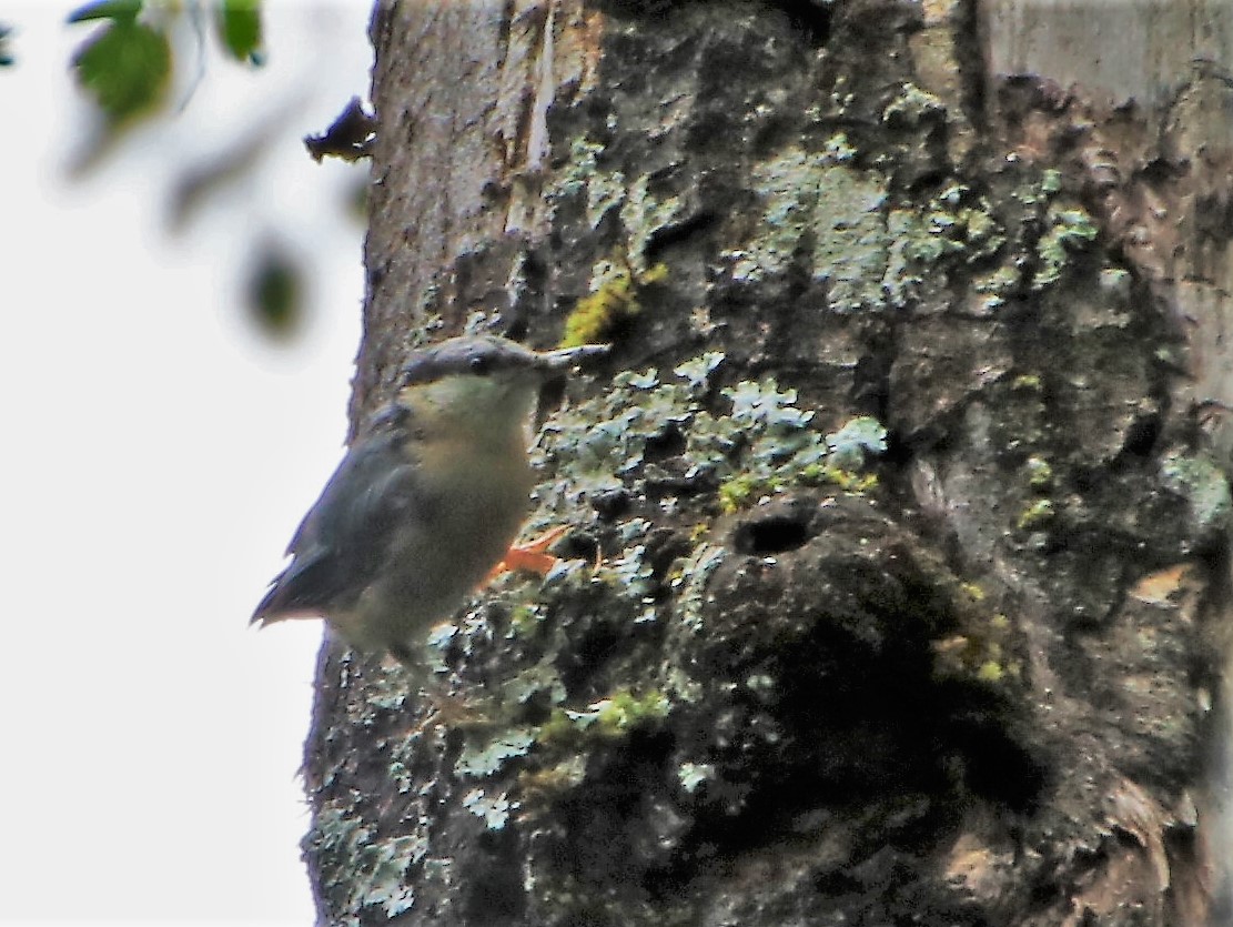 Eurasian Nuthatch