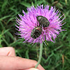 Spangled Flower Beetle