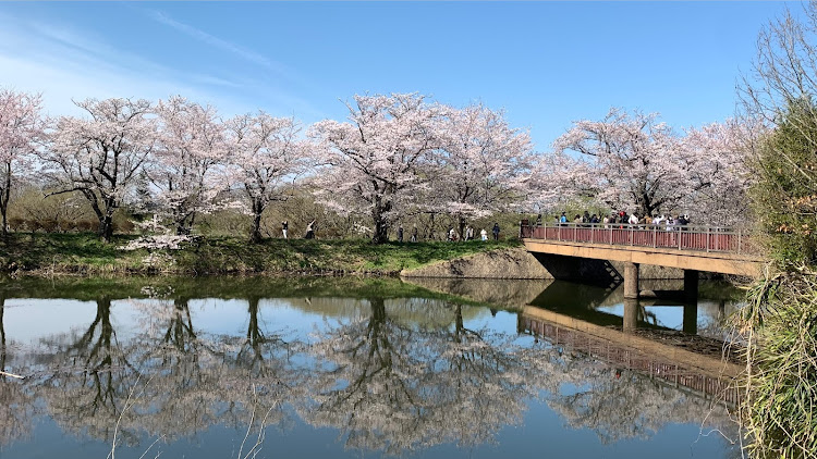 Nボックスカスタムの桜とコラボ🌸・同じ一生！楽しく生きましょう！最高だね！・いつもイイネ、コメントありがとうございます🎵・サクラと愛車・桜に関するカスタム事例の投稿画像5枚目
