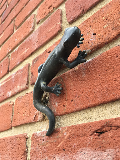 Salamander