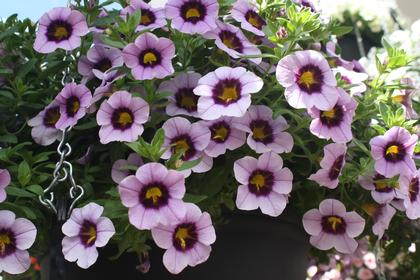 Calibrachoa Hula Blue