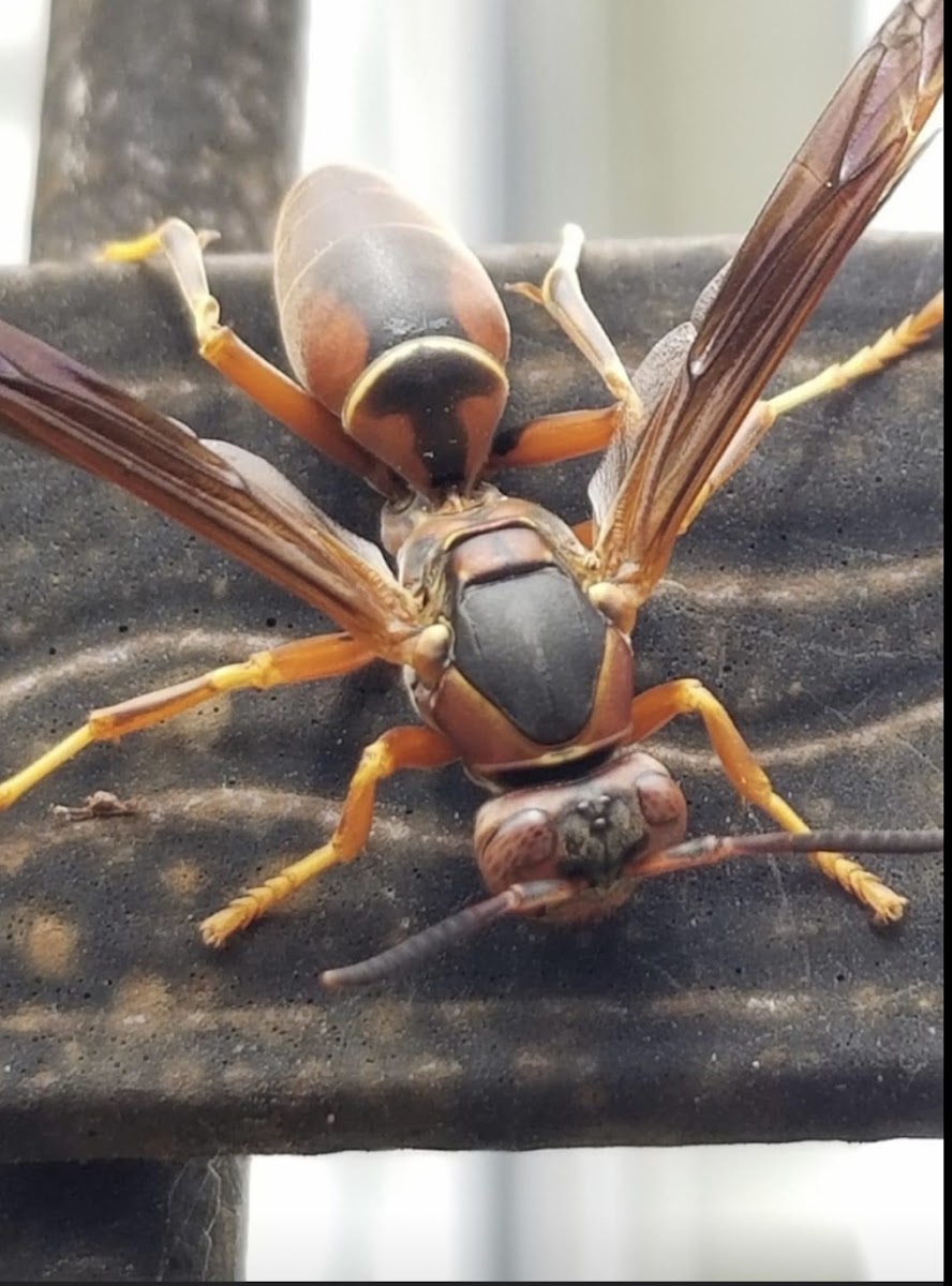 Paper wasp