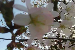 桜の写真